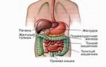 Необычные обитатели тропиков: Познакомьтесь с Cyriopagopus schioedtei