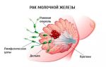 Серая жаба: загадки и особенности удивительного существа