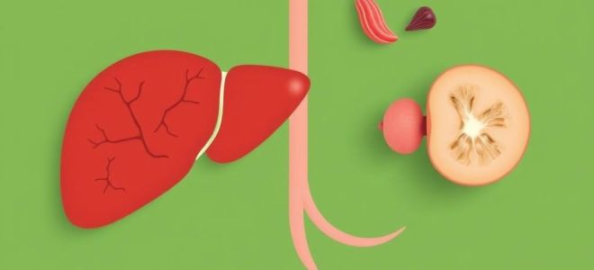 Что значит стеатоз печени и как защитить свое здоровье