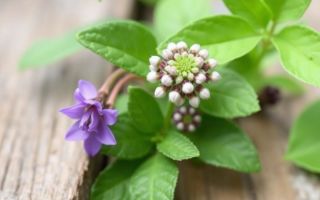 Фитотерапия при мастопатии: сборы и настои